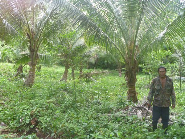 Viaje 1 Visita a una plantacion en Bangkukuk Taik